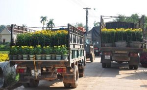 Thuê xe tải chở hoa cây cảnh dịp Tết
